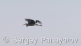 Video of Grey Heron - Grey Heron hunting fish in the lake